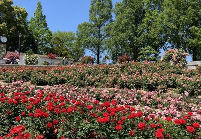 🌹 아라마키 장미공원 (아라마키바라코엔) 이미지 3